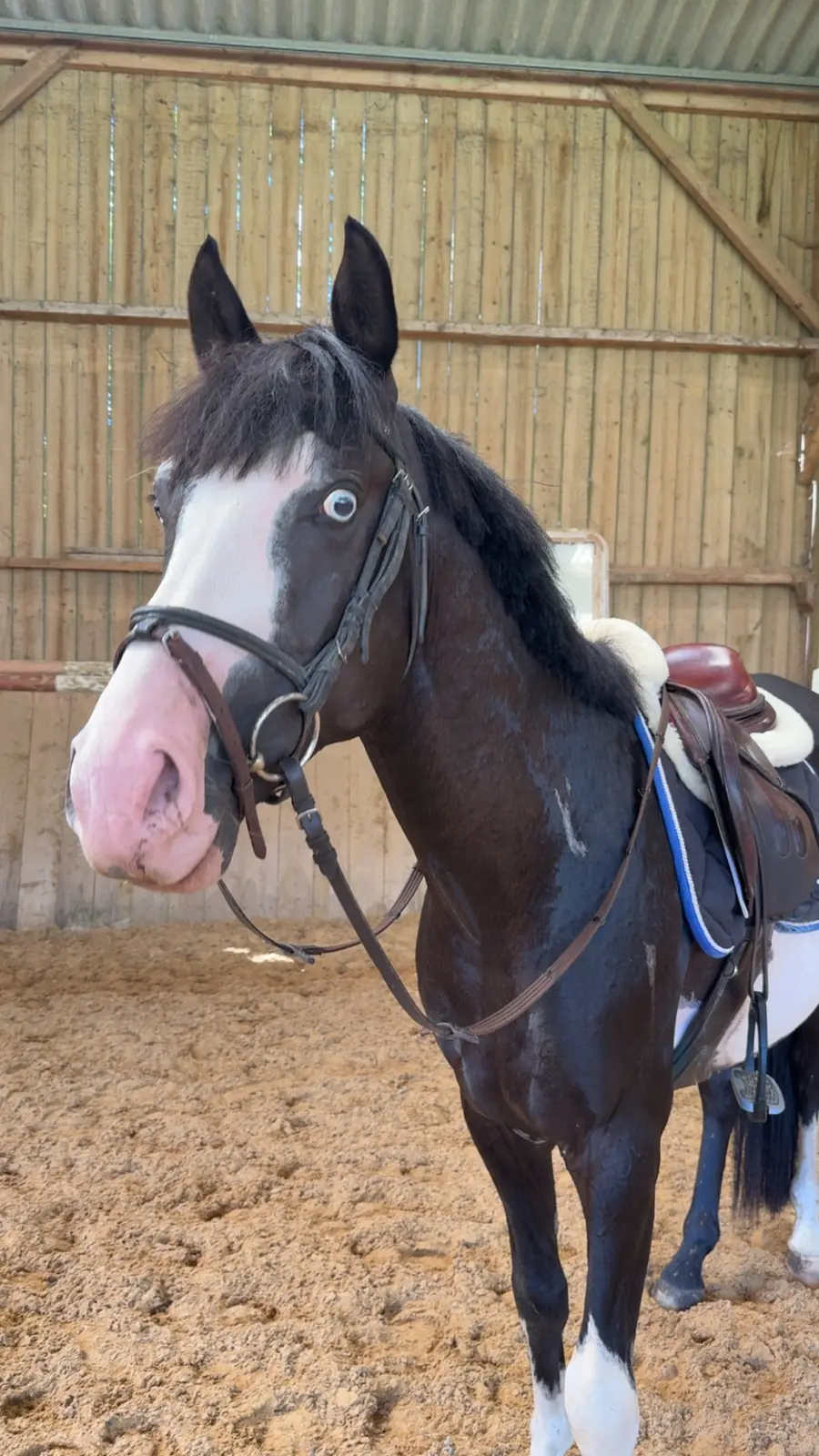 Portrait de Lipstik, poney pie noir aux yeux bleus, sellé