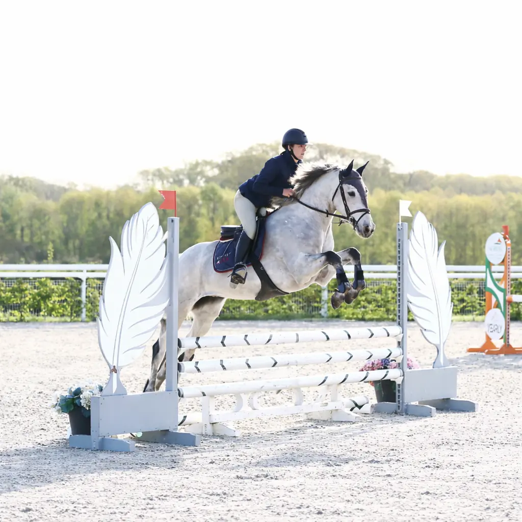 Matisse au saut d'un obstacle blanc en concours