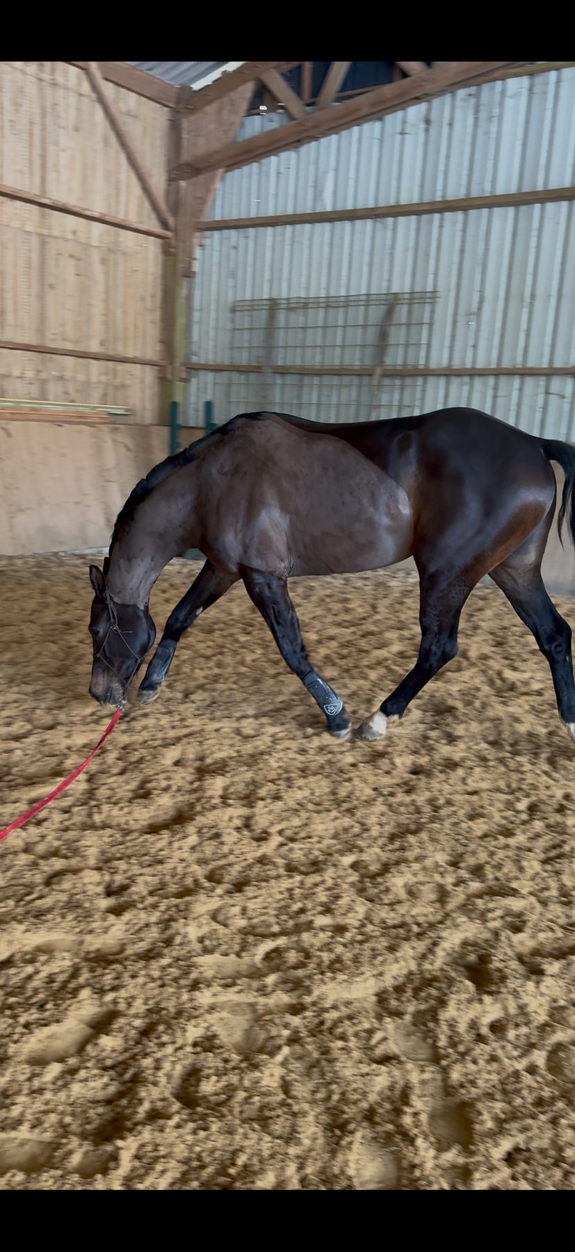 Débourrage de jeune cheval