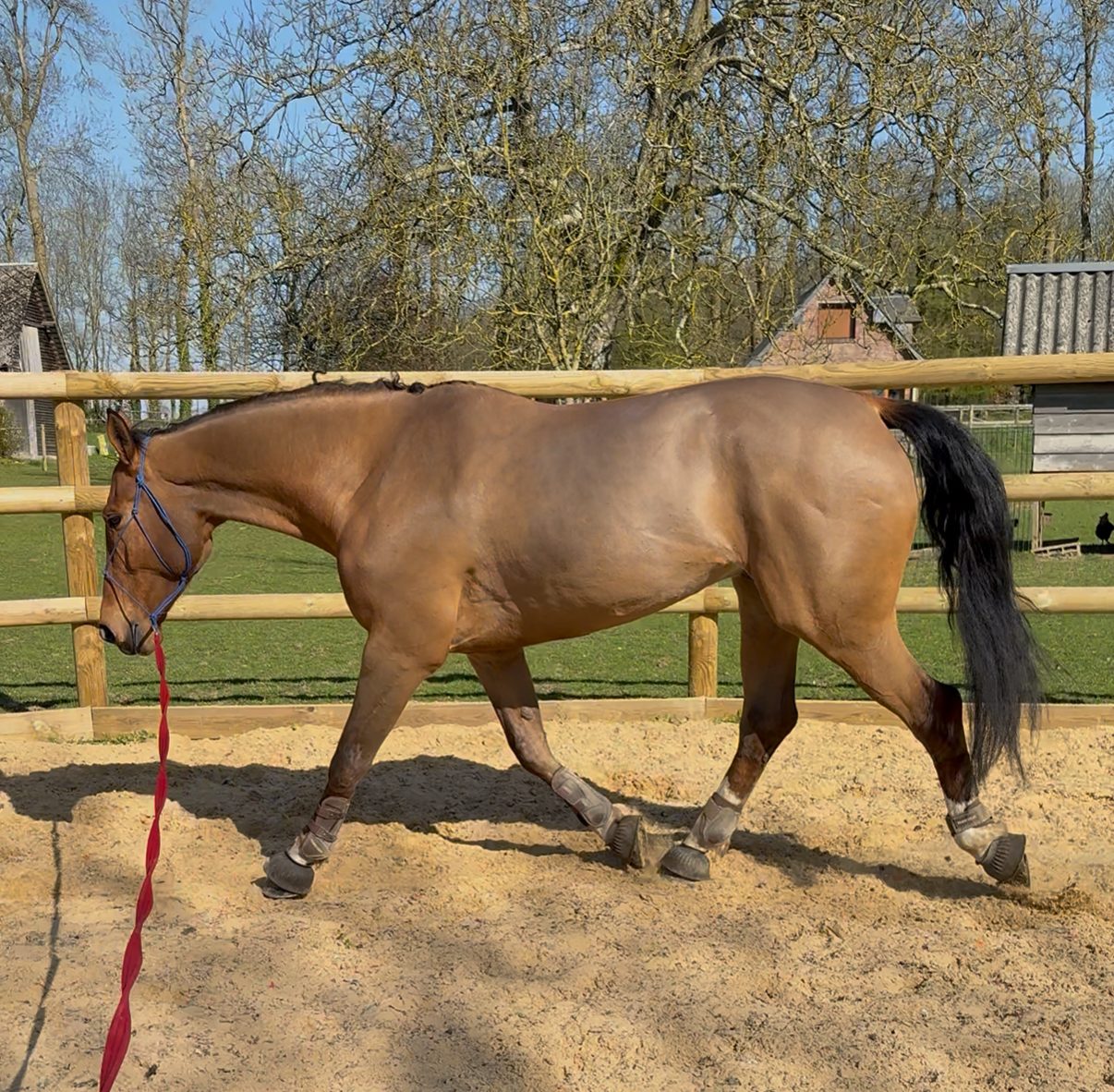 Dépôt-vente de cheval