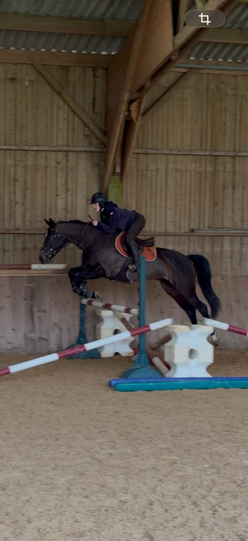 Cheval valorisé en concours