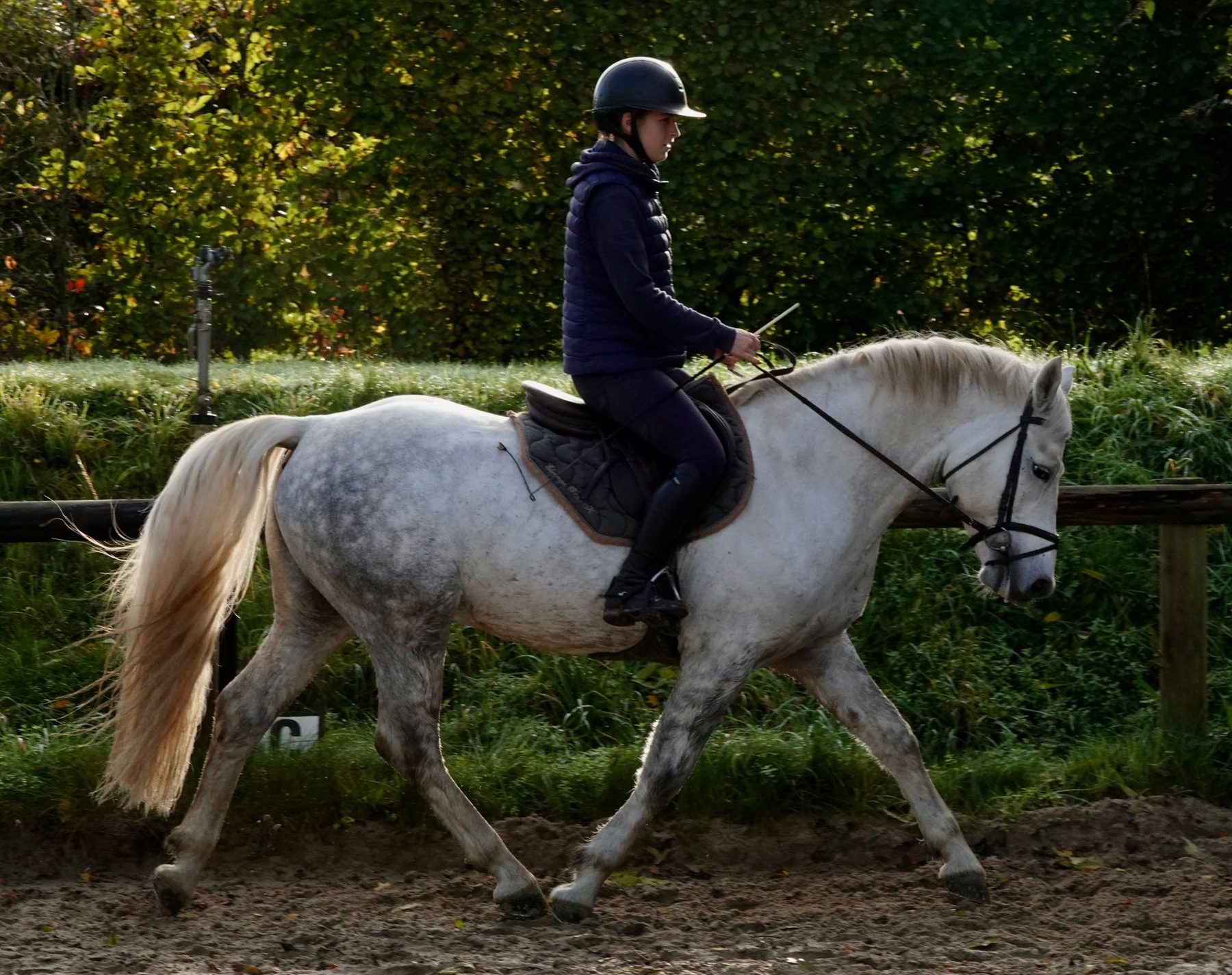 Valorisation de cheval en CSO